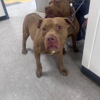 Barry Allen -  Pit Bull Terrier Dog Available for Adoption in Philadelphia, Pennsylvania - Barry Allen | PetCurious