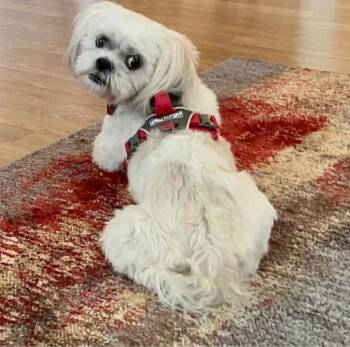 Bentley -  Shih Tzu and Bichon Frise Dog for Adoption in Brainerd, Minnesota - Bentley | PetCurious