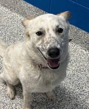 Australian Cattle Dog Blue Heeler and Shepherd Dogs Available for Adoption in Golden, Colorado - Roxanne | PetCurious