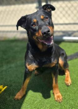 JIM -  Mixed Breed Dog for Adoption in Columbia, South Carolina - JIM | PetCurious