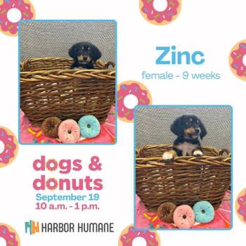 Zinc -  Mixed Breed Dog for Adoption in West Olive, Michigan - Zinc | PetCurious