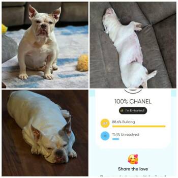 Chanel -  English Bulldog Dog for Adoption in Sparta, Illinois - Chanel | PetCurious