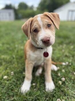 Australian Shepherd Dogs Available for Adoption in Nashville, Tennessee - Freddie | PetCurious