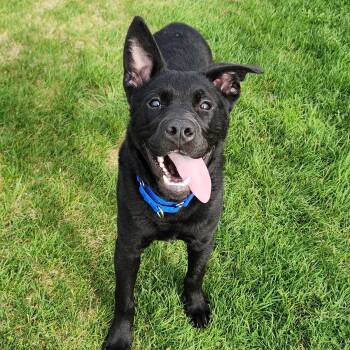 Mixed Breed Dogs Available for Adoption in Marshfield, Wisconsin - Elmo | PetCurious