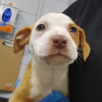 Mixed Breed Dogs Available for Adoption - Aaliyah | PetCurious