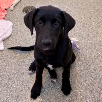 Cristina Yang -  Labrador Retriever and Mixed Breed Dog for Adoption in Kanab, Utah - Cristina Yang | PetCurious