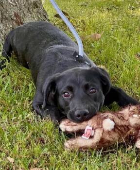 Kellie -  Labrador Retriever and Border Collie Dog for Adoption in Washington, District Of Columbia - Kellie | PetCurious