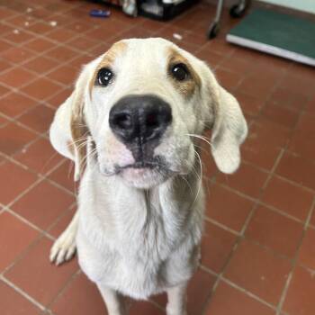 Cornball -  Terrier and Mixed Breed Dog for Adoption in West Point, Mississippi - Cornball | PetCurious