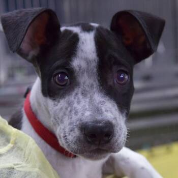 Gnocchi -  Terrier and Mixed Breed Dog for Adoption in South Elgin, Illinois - Gnocchi | PetCurious