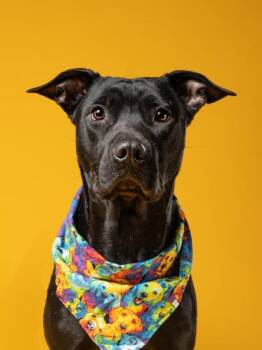 Petunia -  Mixed Breed Dog for Adoption in Atlanta, Georgia - Petunia | PetCurious