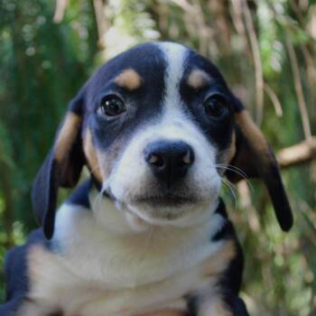 Anaheim -  Beagle and Mixed Breed Dog for Adoption in Versailles, Kentucky - Anaheim | PetCurious