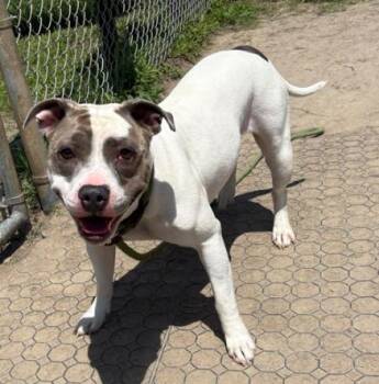 Rescue Pit Bull Terrier Dogs for Adoption in Virginia Beach, Virginia - 180424 Louiza | PetCurious