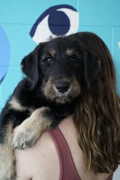 Luxe -  Poodle and Golden Retriever Dog for Adoption in Pasadena, California - Luxe | PetCurious