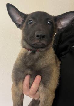 River -  Belgian Shepherd Malinois Dog for Adoption in Gardnerville, Nevada - River | PetCurious