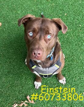 Akita Dogs Available for Adoption in Wilkes-barre, Pennsylvania - Einstein  | PetCurious