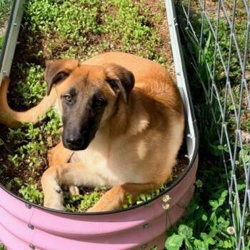 Roofus -  German Shepherd Dog and Mixed Breed Dog for Adoption in Tacoma, Washington - Roofus | PetCurious