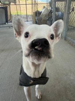 Mixed Breed Dogs Available for Adoption in Key West, Florida - Angel | PetCurious