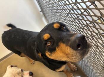 Rottweiler and Mixed Breed Dogs Available for Adoption in Belton, Texas - Butter | PetCurious