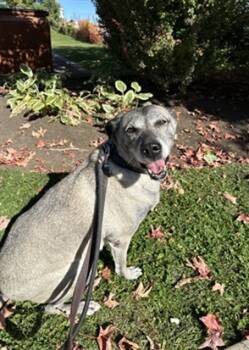 Rescue German Shepherd Dog and Labrador Retriever Dogs for Adoption in Vaughan, Ontario - CHICA | PetCurious