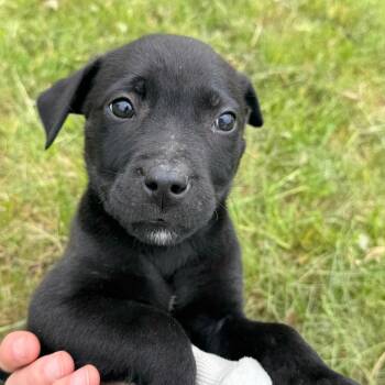 Tempura--In Foster -  Labrador Retriever and Mixed Breed Dog Available for Adoption in Fargo, North Dakota - Tempura--In Foster | PetCurious