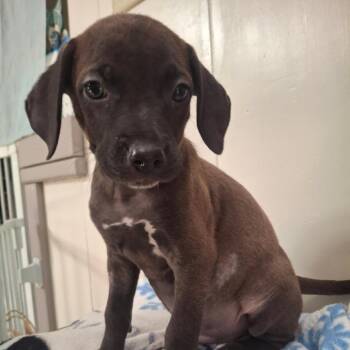 Stacks -  Coonhound Dog for Adoption in Wahiawa, Hawaii - Stacks | PetCurious