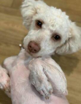 Poodle Dogs Available for Adoption in San Diego, California - Frappy | PetCurious