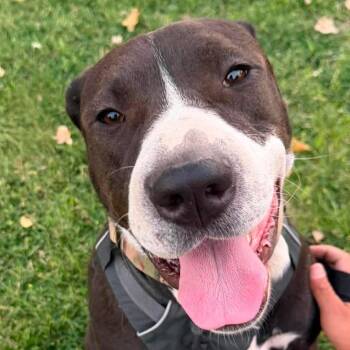 Maybelle -  Mastiff and Black Labrador Retriever Dog for Adoption in Tonasket, Washington - Maybelle | PetCurious