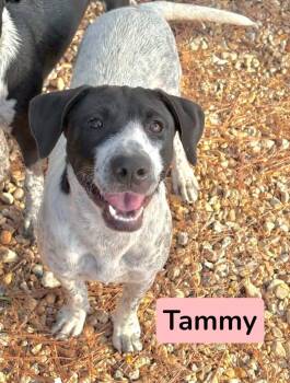 Tammy -  Pointer Dog for Adoption in Semmes, Alabama - Tammy | PetCurious