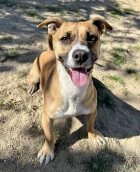 Rescue Chihuahua and Pit Bull Terrier Dogs for Adoption in Littlerock, California - Eloise | PetCurious