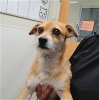 MAX -  Chihuahua Dog for Adoption in Albuquerque, New Mexico - MAX | PetCurious