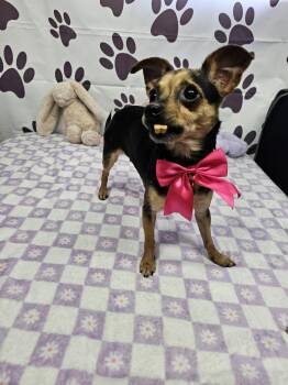 Chihuahua Dogs Available for Adoption in Metairie, Louisiana - Quasar | PetCurious