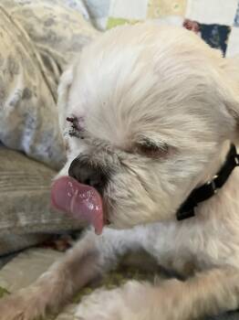 Mixed Breed Dogs Available for Adoption in Bowdoin, Maine - Marshy | PetCurious