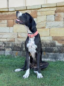 Olive -  Great Dane Dog for Adoption in Helotes, Texas - Olive | PetCurious