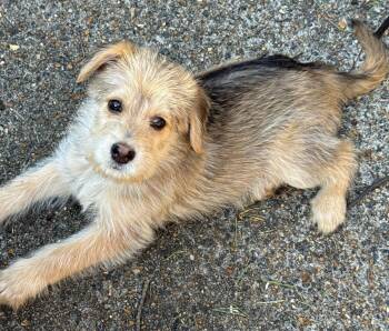 Terrier Dogs Available for Adoption - Chi Chi Chalupa | PetCurious