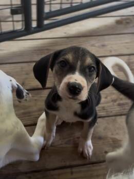 Pepper -  Mixed Breed Dog for Adoption in Longview, Texas - Pepper | PetCurious