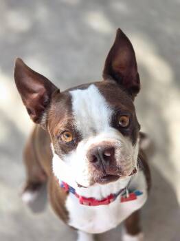 Mushu -  Boston Terrier Dog for Adoption in Scottsdale, Arizona - Mushu | PetCurious
