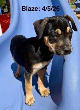Blaze -  Staffordshire Bull Terrier and Shepherd Dog for Adoption in Thornton, Colorado - Blaze | PetCurious