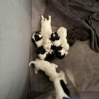 Schwarber -  Jack Russell Terrier Dog for Adoption in West Chester, Pennsylvania - Schwarber | PetCurious