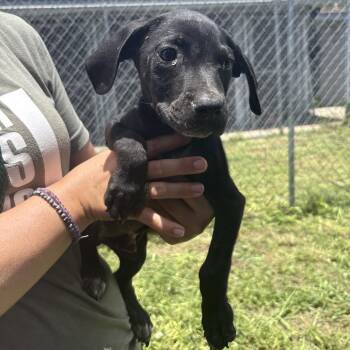 Duke -  Mixed Breed Dog for Adoption in Austin, Texas - Duke | PetCurious