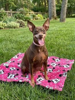 Penny -  Miniature Pinscher Dog for Adoption in St. Augustine, Florida - Penny | PetCurious