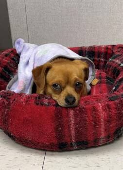 Chihuahua and Mixed Breed Dogs Available for Adoption in Chula Vista, California - IGNACIO | PetCurious