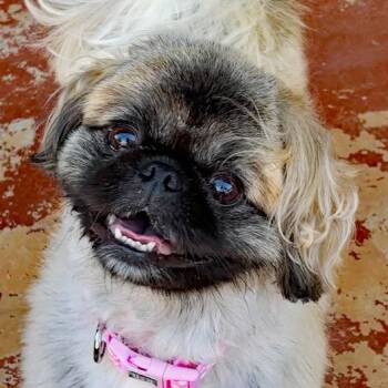 Pekingese Dogs Available for Adoption in Oklahoma City, Oklahoma - Elora | PetCurious