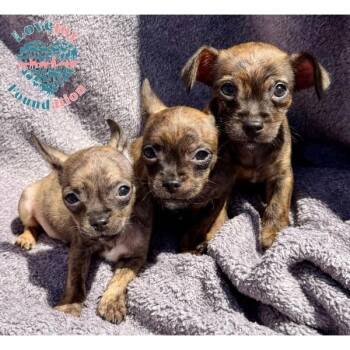 Chorkie Dogs Available for Adoption in Inglewood, California - Valentine Litter | PetCurious