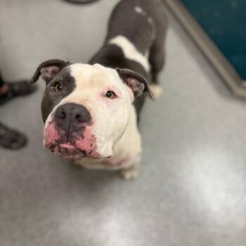 Aurora -  American Bulldog Dog for Adoption in Batavia, Ohio - Aurora | PetCurious