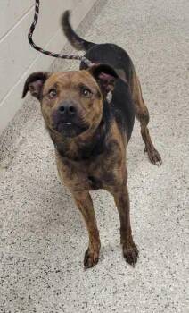 Outback -  Mixed Breed Dog for Adoption in Kansas City, Missouri - Outback | PetCurious