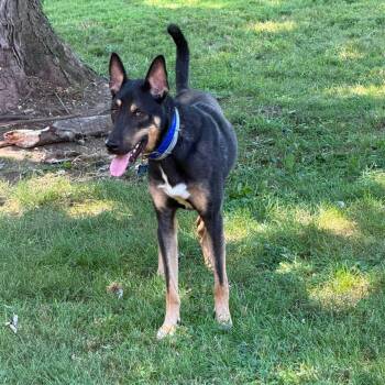Mirabella -  German Shepherd Dog and Doberman Pinscher Dog for Adoption in Greeneville, Tennessee - Mirabella | PetCurious