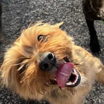 Yorkshire Terrier Dogs Available for Adoption in Hartland, Wisconsin - Max-Foster Home Needed | PetCurious