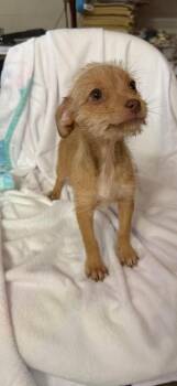 Rescue Chihuahua and Terrier Dogs for Adoption in Fresno, California - Truffles | PetCurious