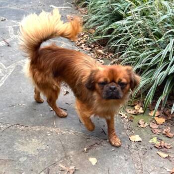 Rusty -  Pekingese Dog for Adoption in Potomac, Maryland - Rusty | PetCurious