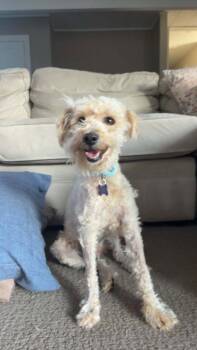 Bruce -  Poodle Dog for Adoption in Sunnyvale, California - Bruce | PetCurious